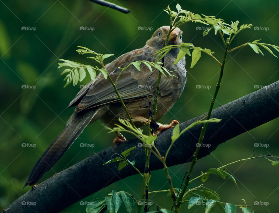Bird photography  - yellow babbler