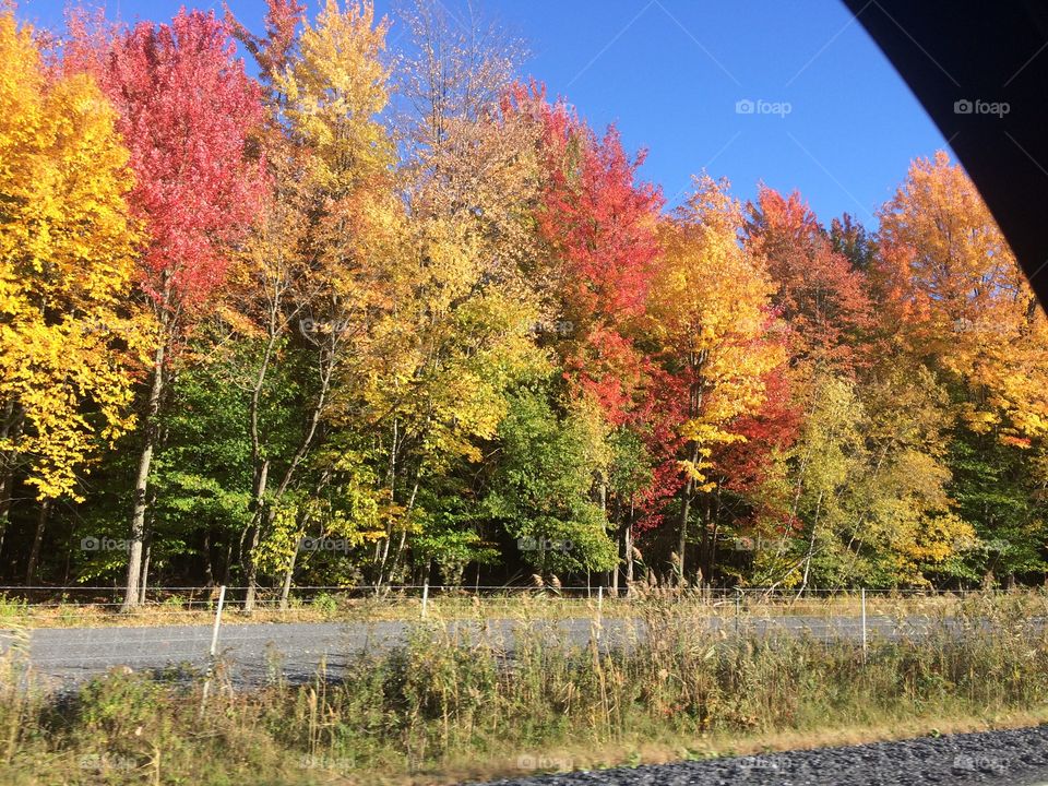 A colourfol forest in Farnham, Quebec (Canada) during Fall 