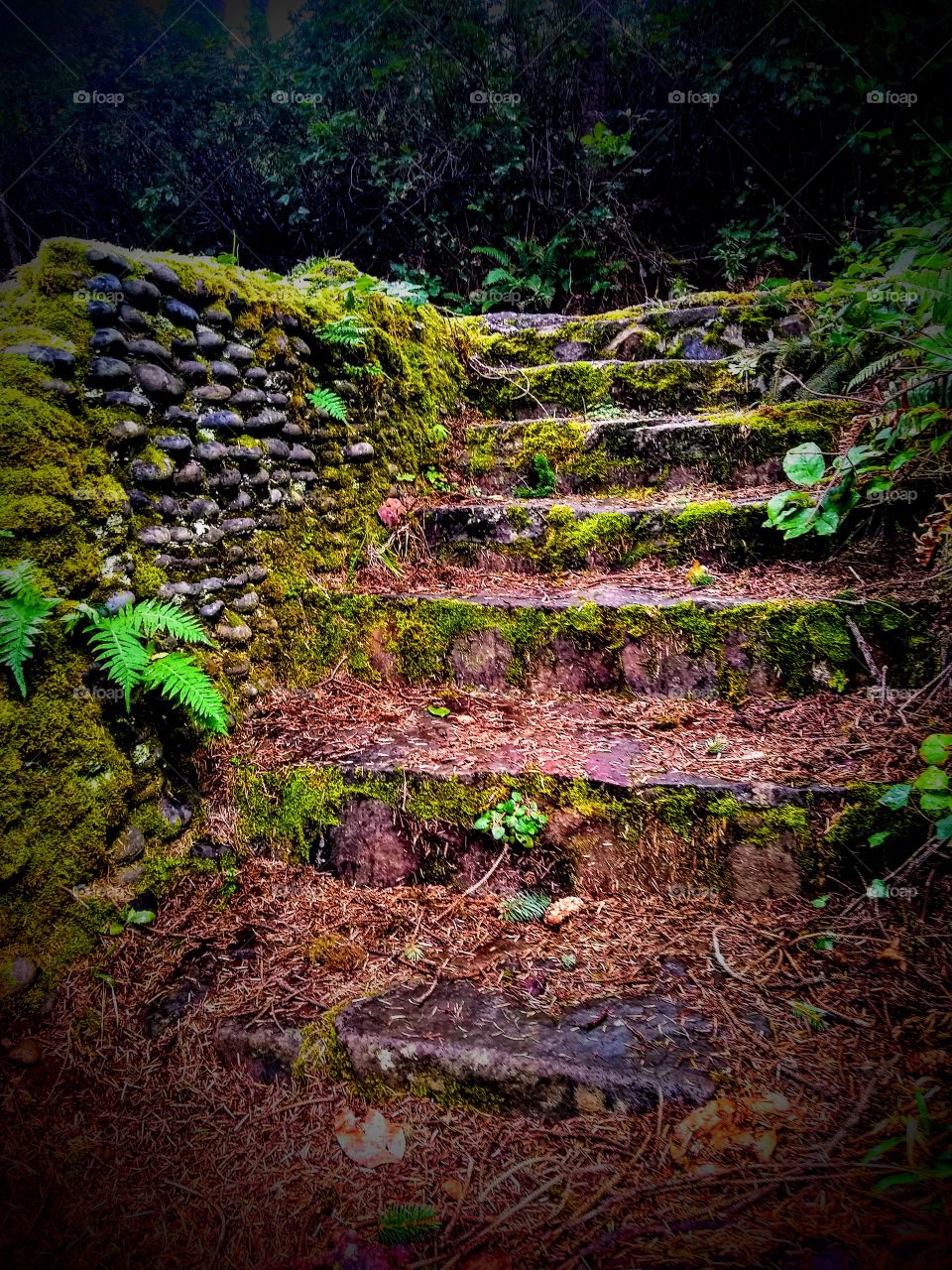 Serene Mossy Stone Steps "Road Less Traveled"