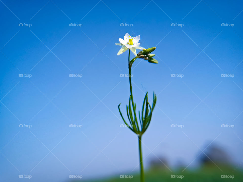Spergula arvensis - corn spurrey in super macro shot on blue sky background