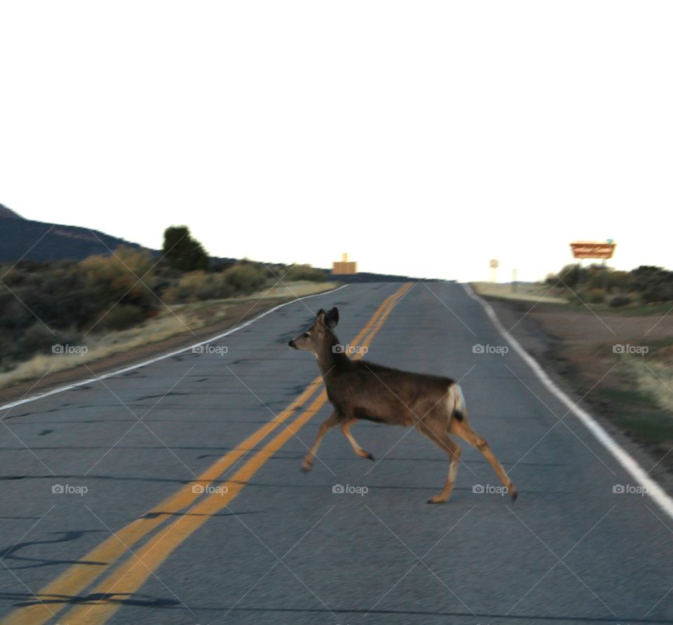 mule deer