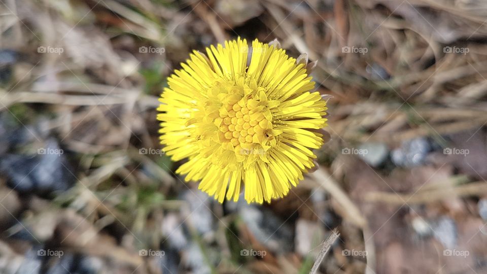 Close-up on one coltsfoot spring flower - närbild på en tussilago ovanifrån vårblomma 