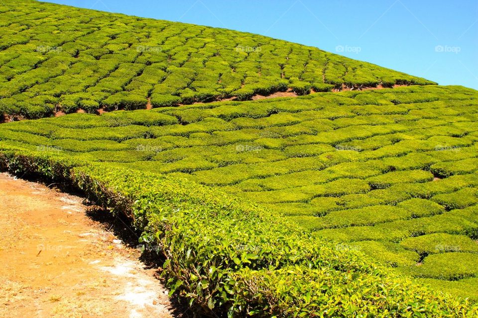 Hills of tea plants trees in southern India