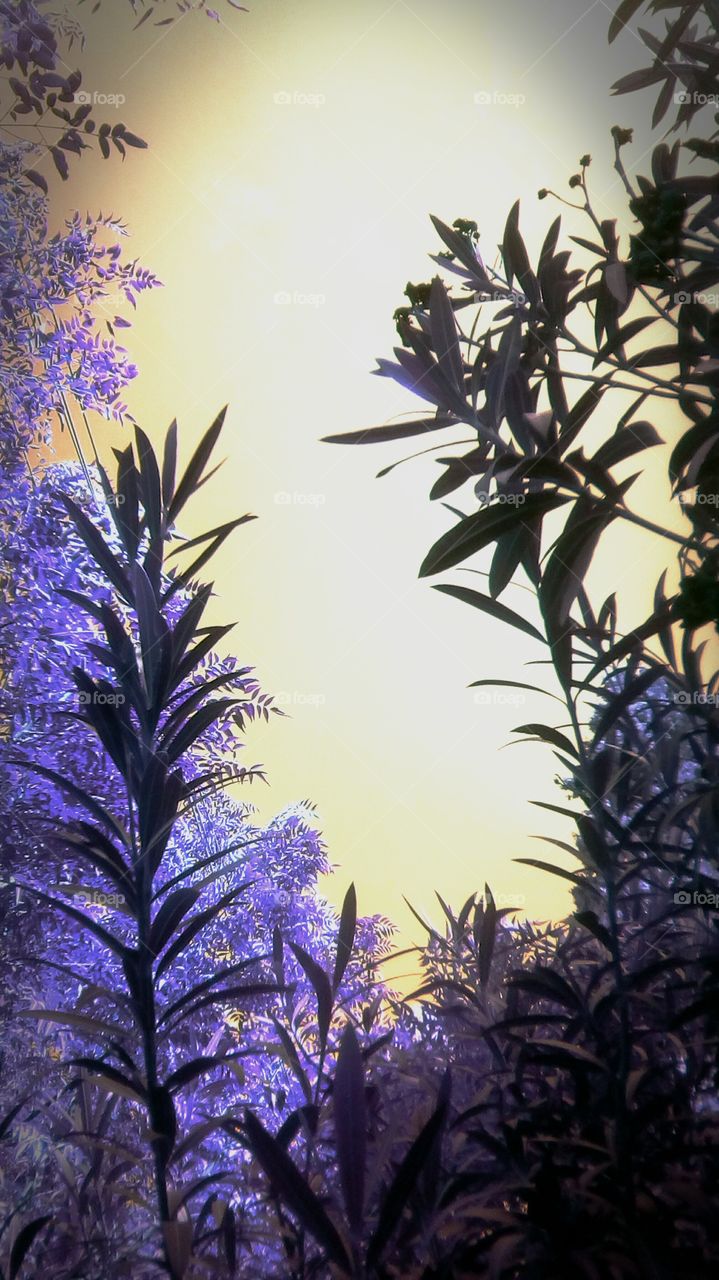 Purple nature