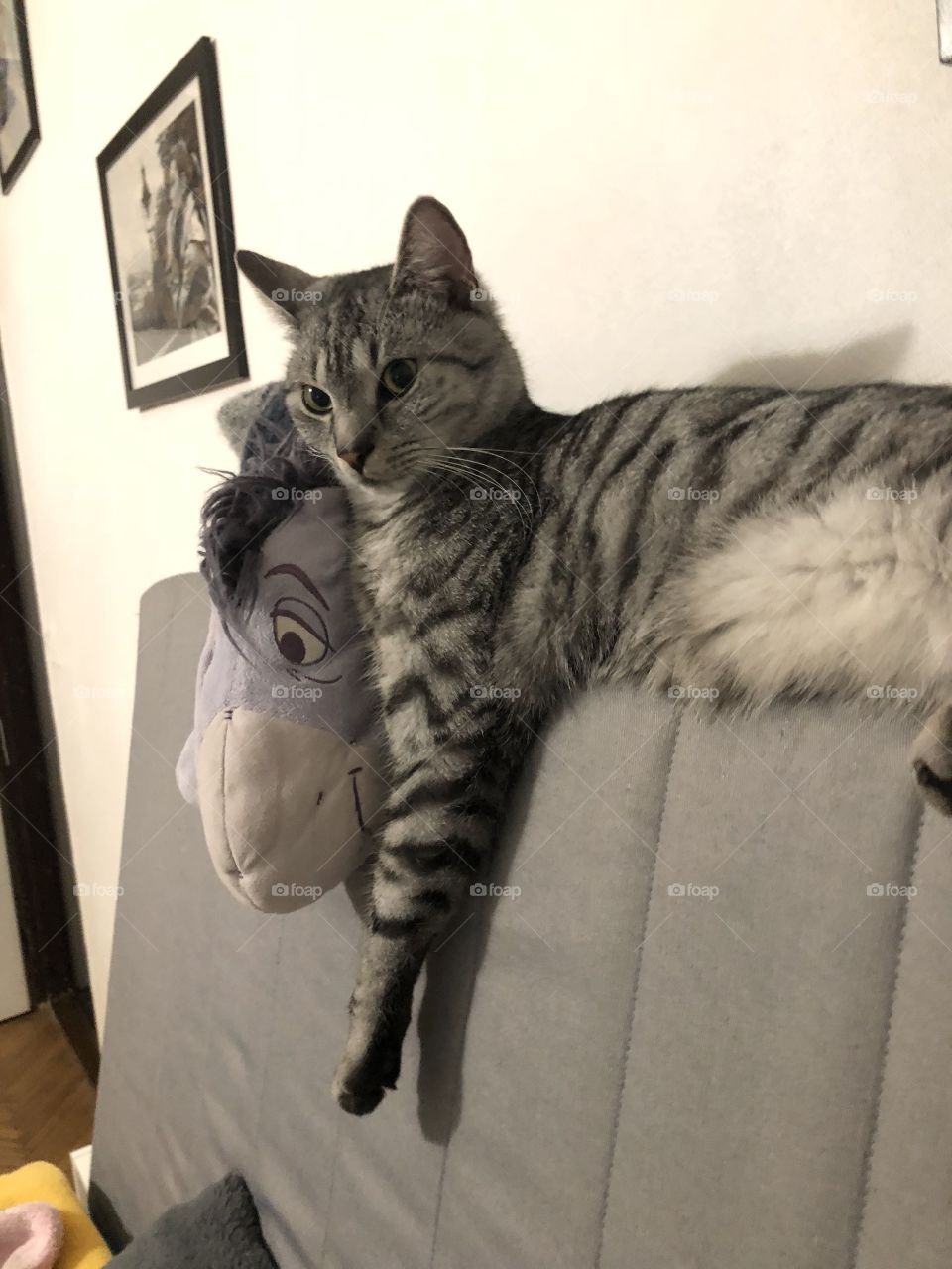 Cat and donkey - best friends forever. 