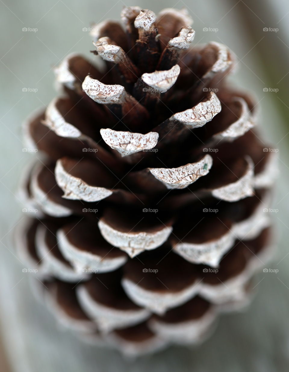 A view of pine cone from the side with great detail in macro setting