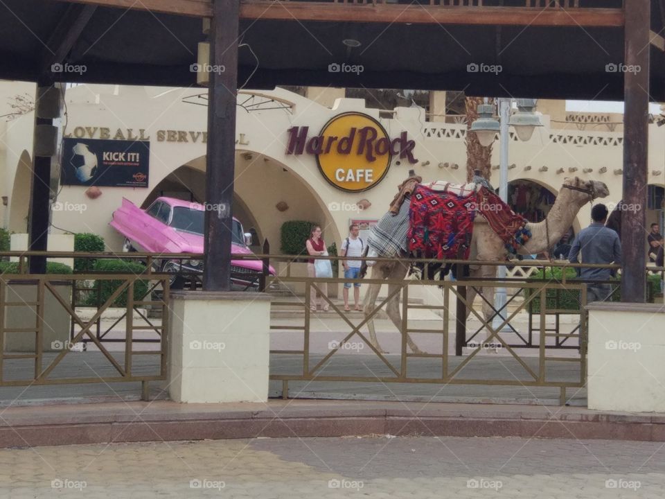 Hard Rock cafe. Egypt.Hurghada.