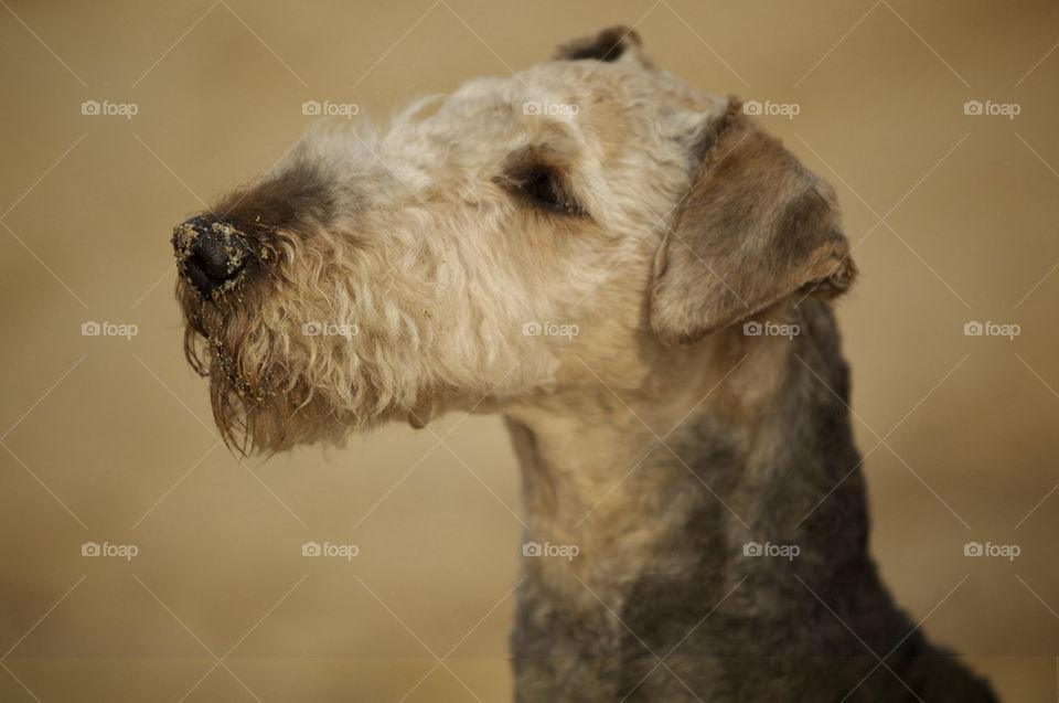 beach terrier pepsi cornwall by fatboytim