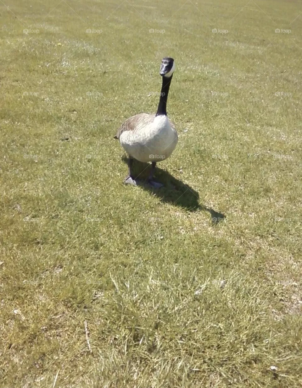 Goose
