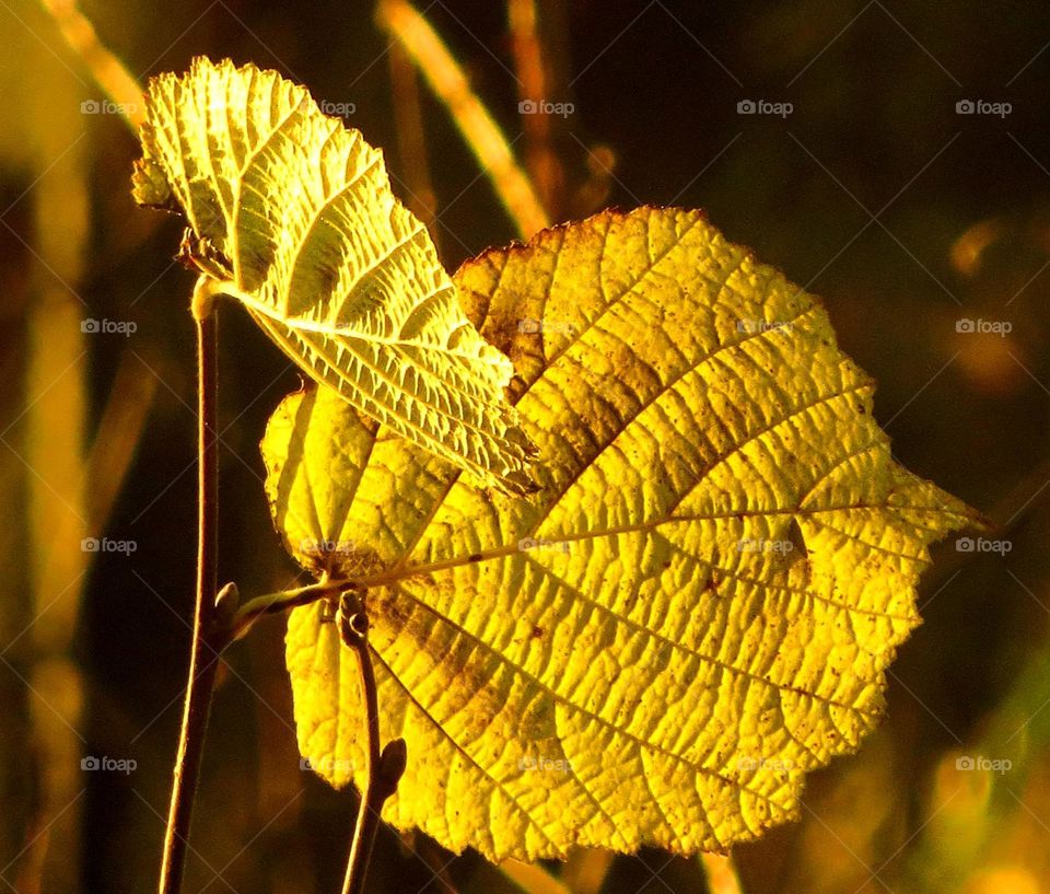 sunlit leaves