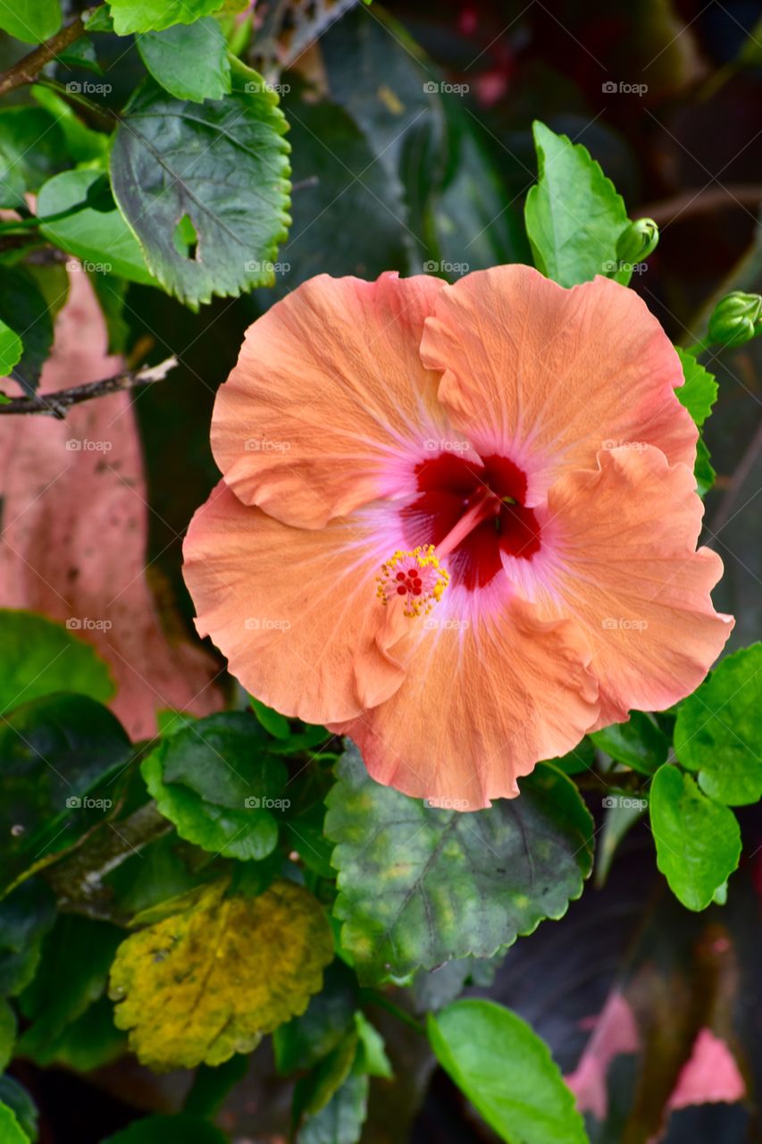 The beautiful orange hibiscus with the pink and red center