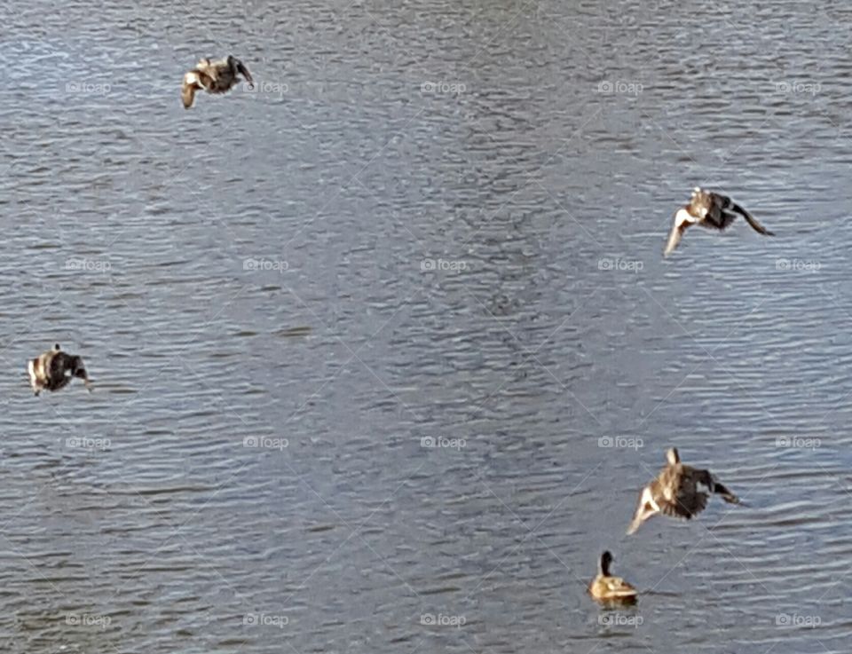 flying ducks