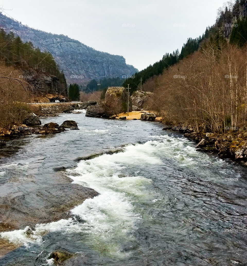 View of lake in forest