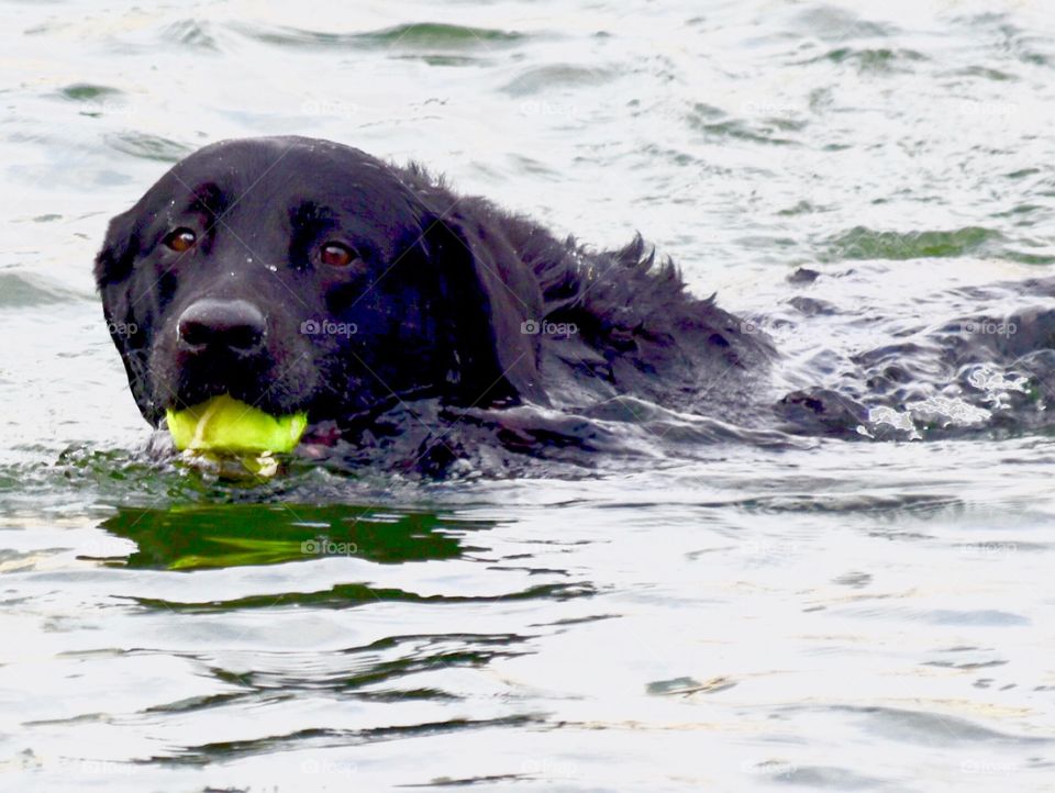 Spring Walk With Your Dog