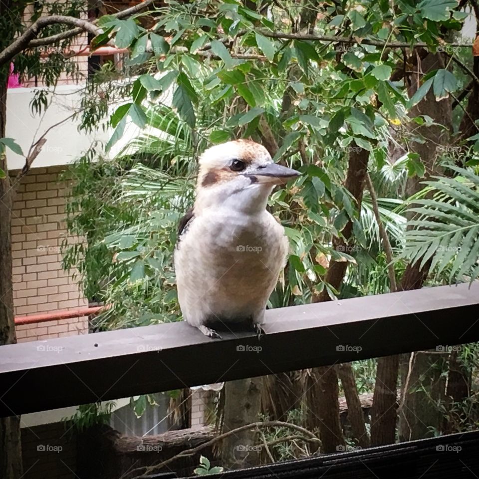 Kookaburra on the balcony 