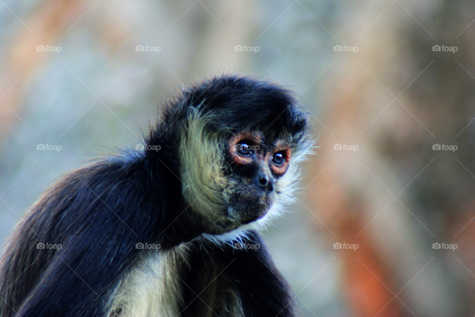 animal pet eyes hair by javiercorrea15