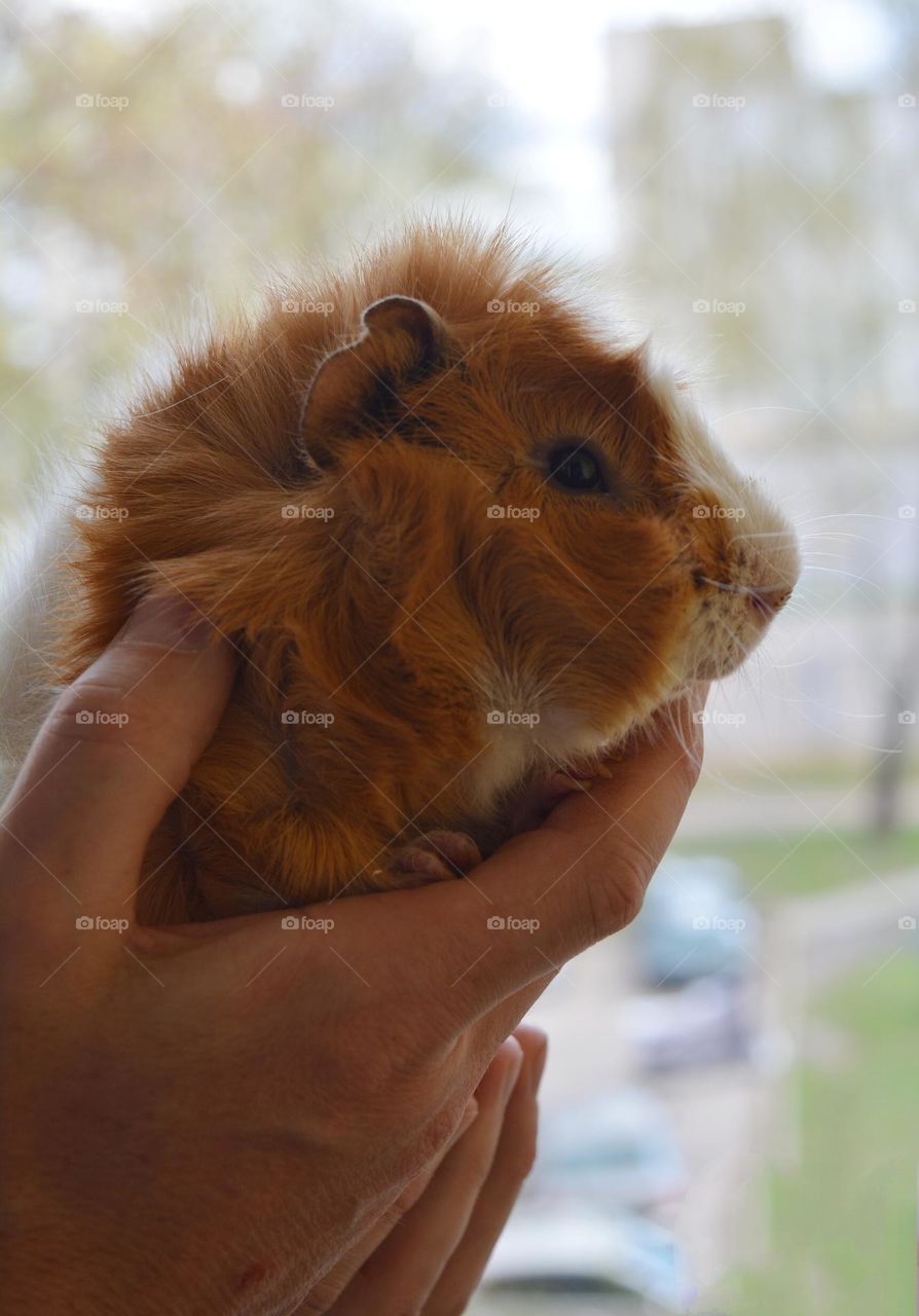 guinea pig pet in the male hands