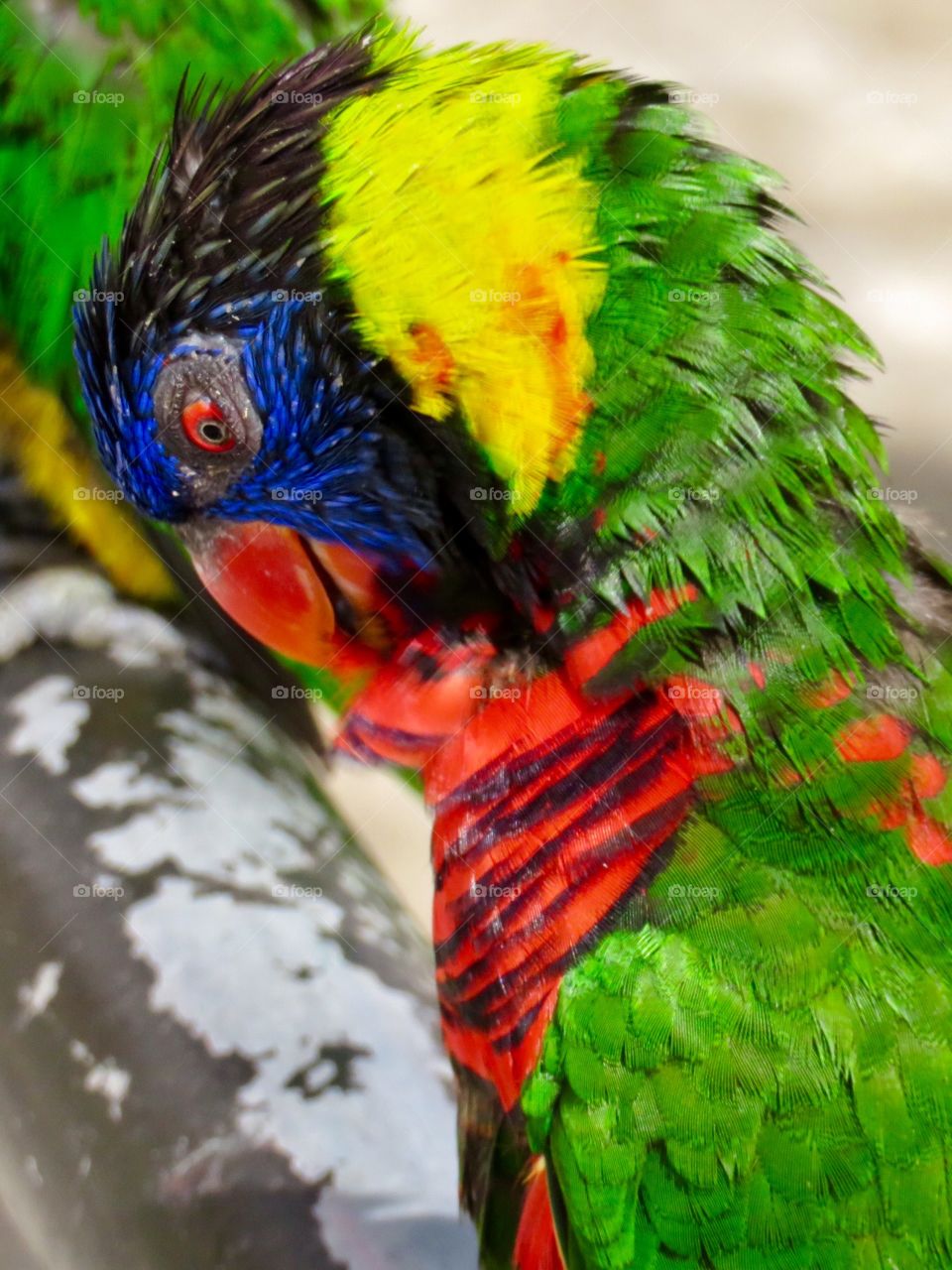 Just Fixing My Feathers