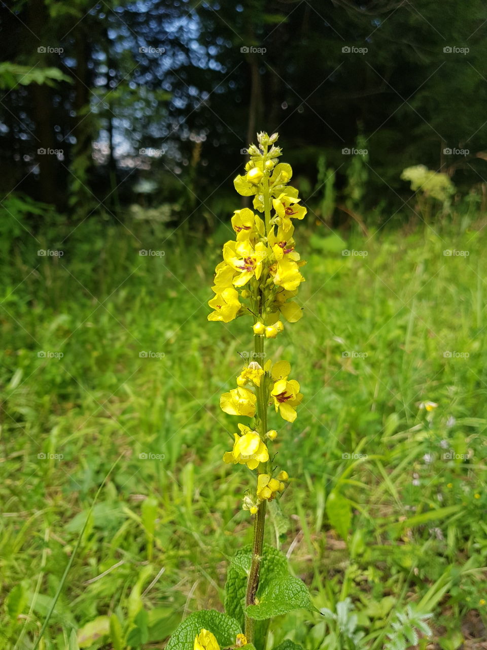 Carpatin orchid