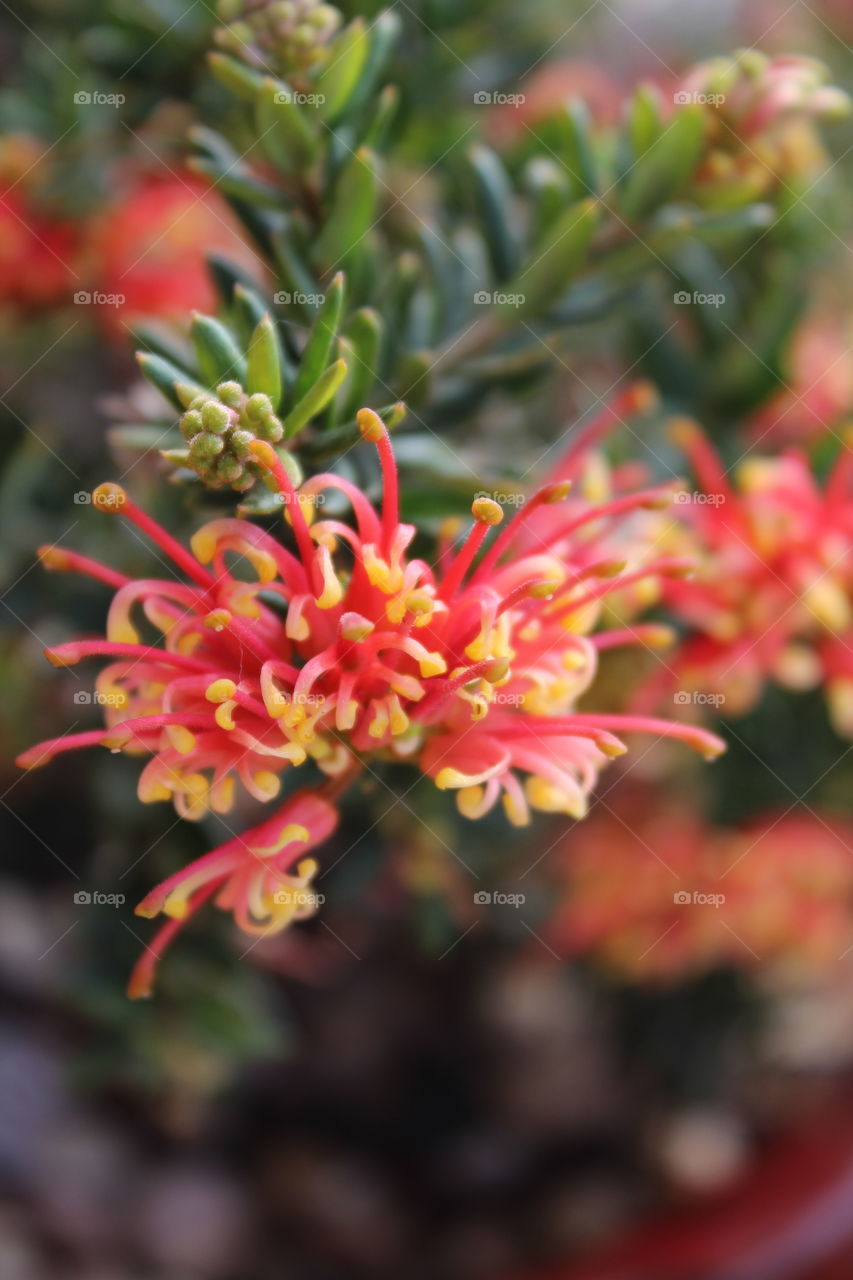 Spectacular flowering Australian native plant, grevillea knockout