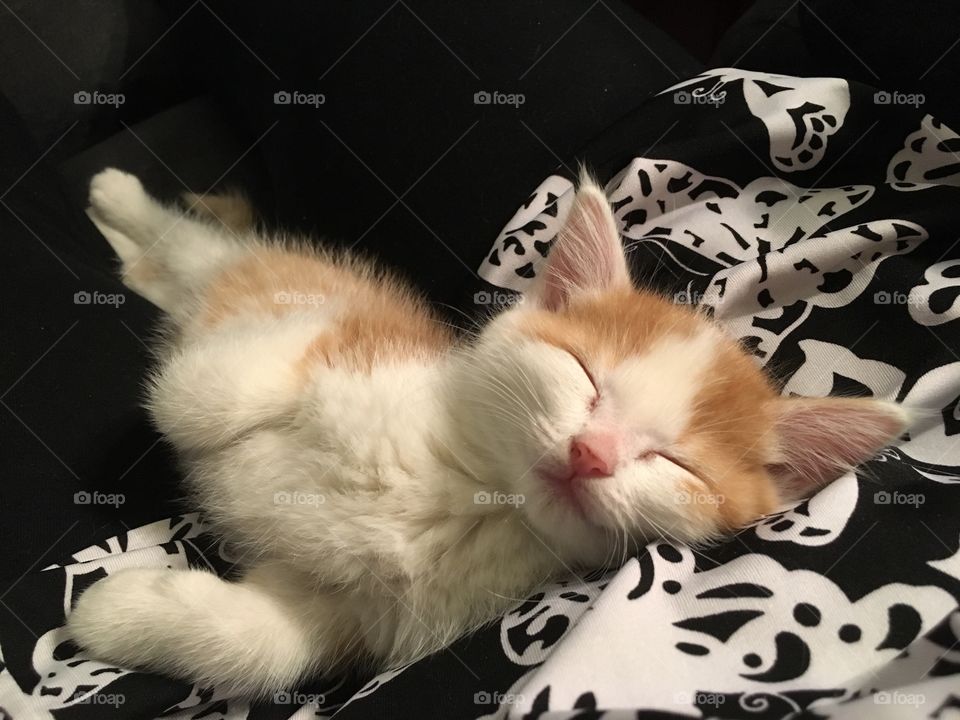 Sleepyhead kitten 