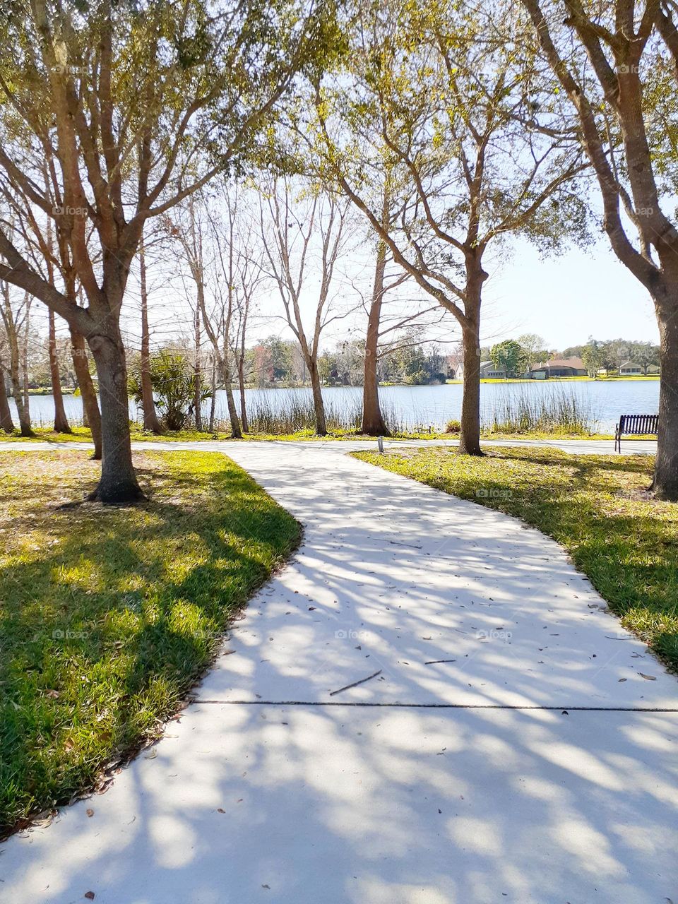 One of the many beautiful treelined pathways at Secret Lake Park in Casselberry, Florida.