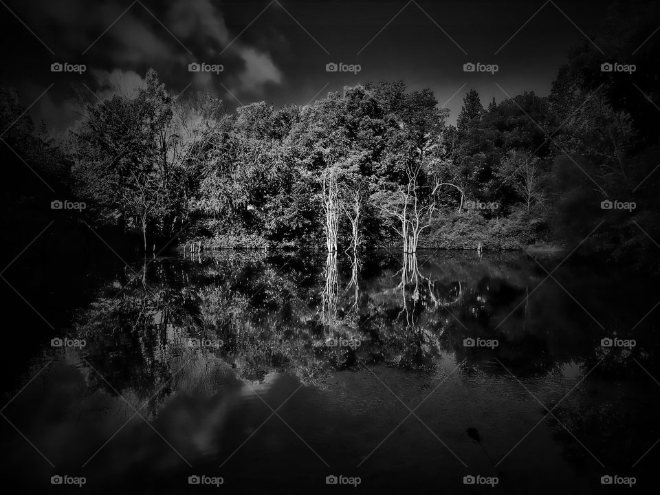 A calm pond reflects its surroundings in Noir 