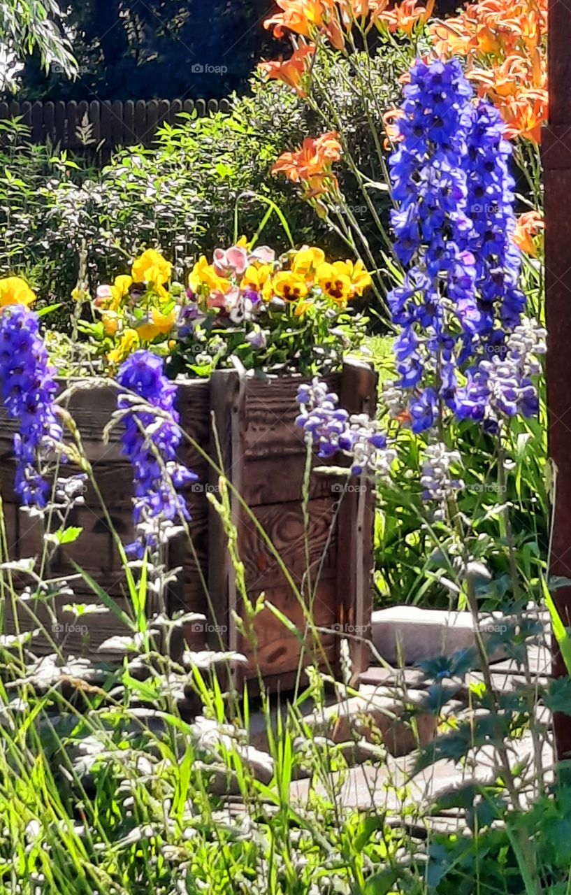 sunlit delphinium pansies and one day lillies