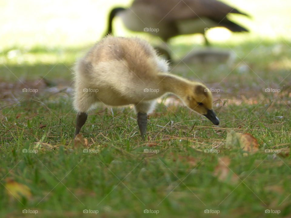 Canada gosling in front and back 