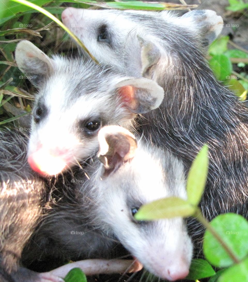 Baby possums nestled together in the grass