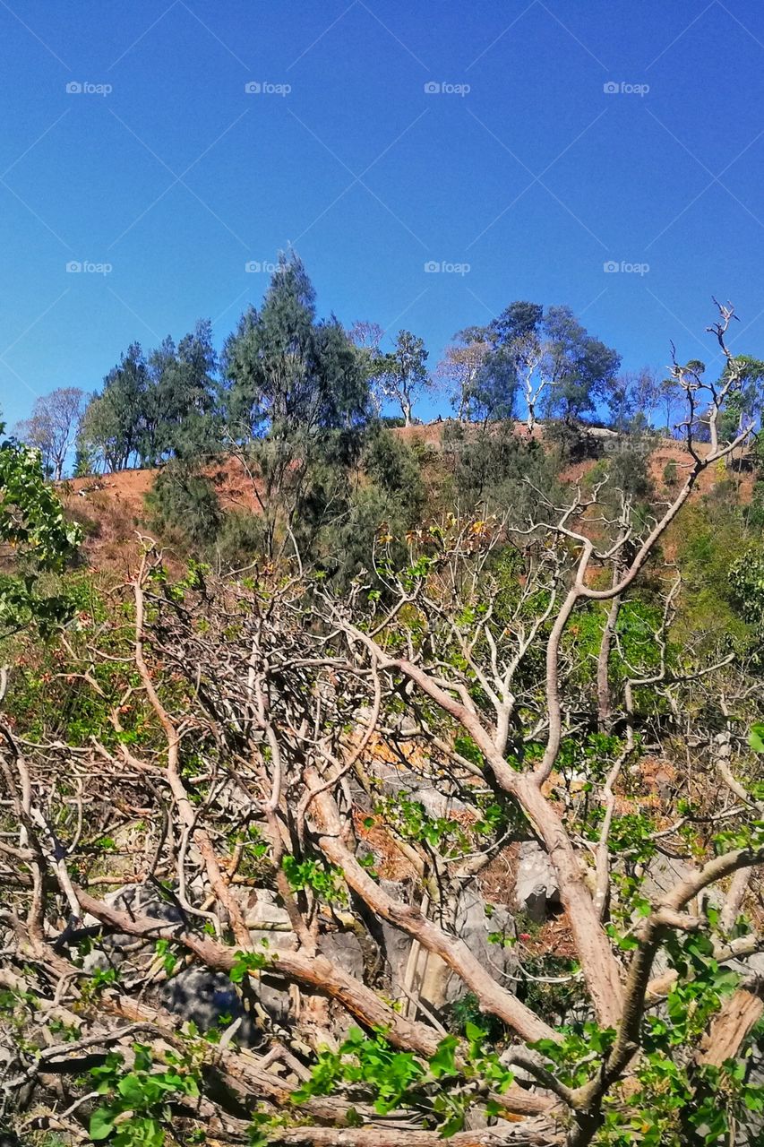 dried tree in a long dry season