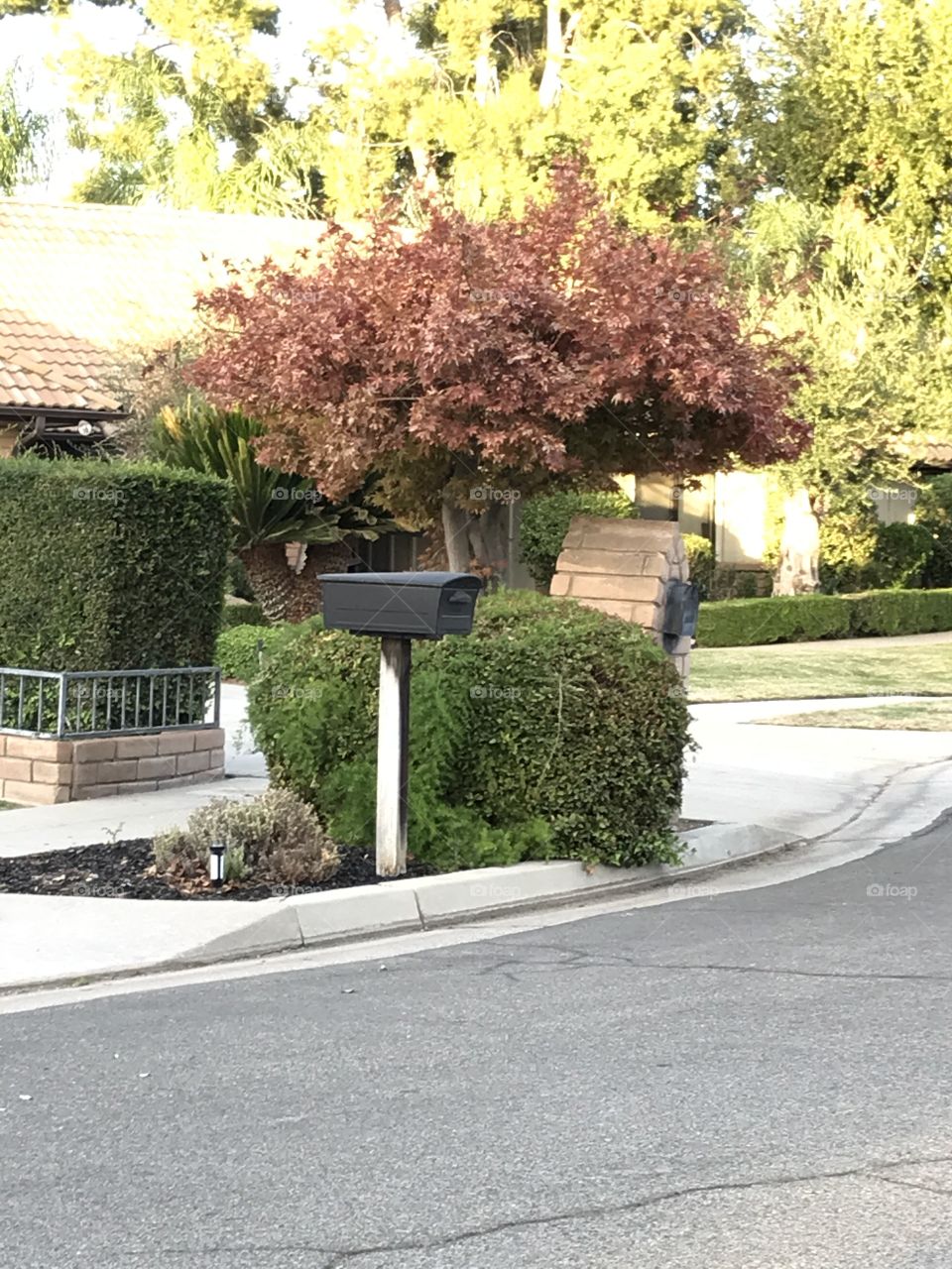 Two mailboxes, one short tree and two hedges. 