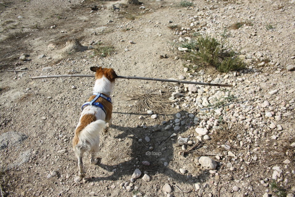 My dog ​​has found this long stick and has decided to take it with him. He loves sticks.