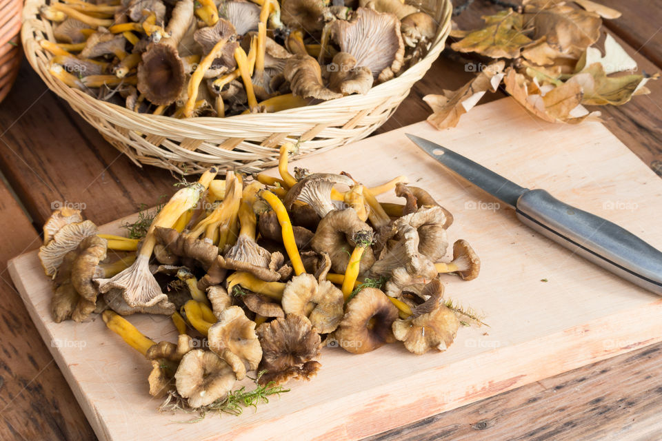 Cleaning fresh picked chanterelle mushrooms, early autumn 