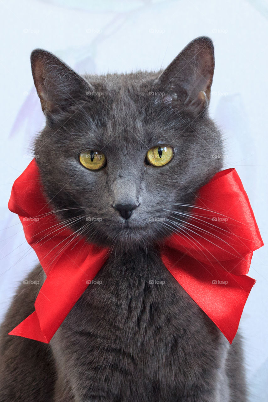 cat with red bow