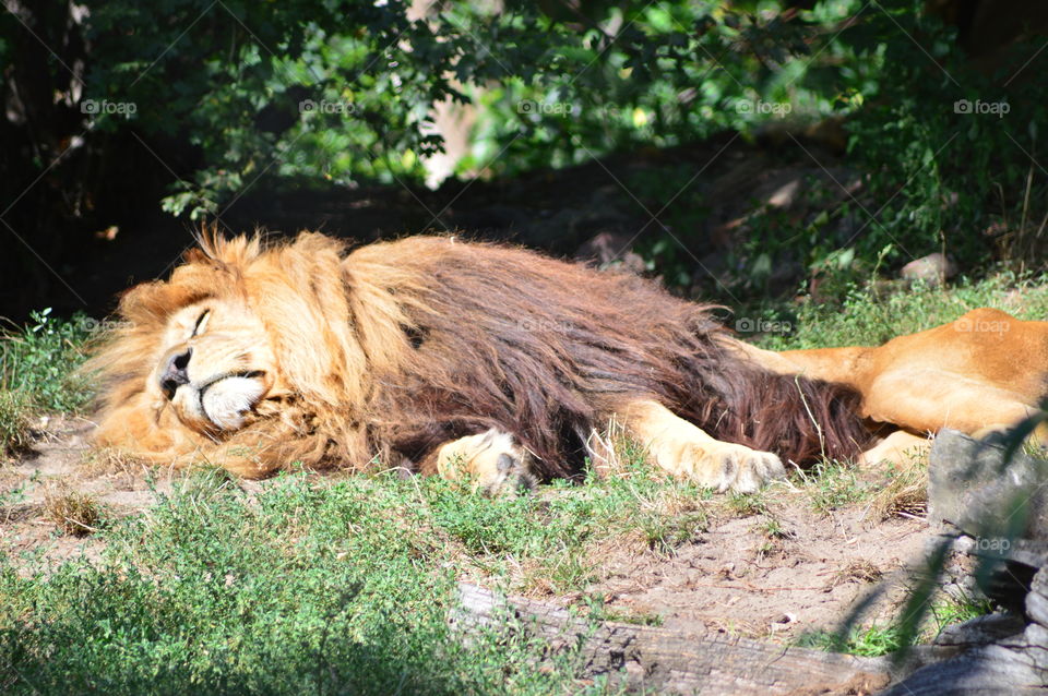 lion in the hour of the nap