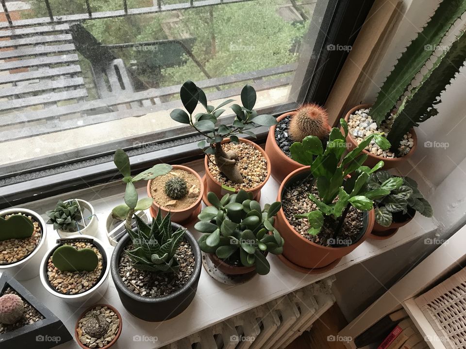 House plants