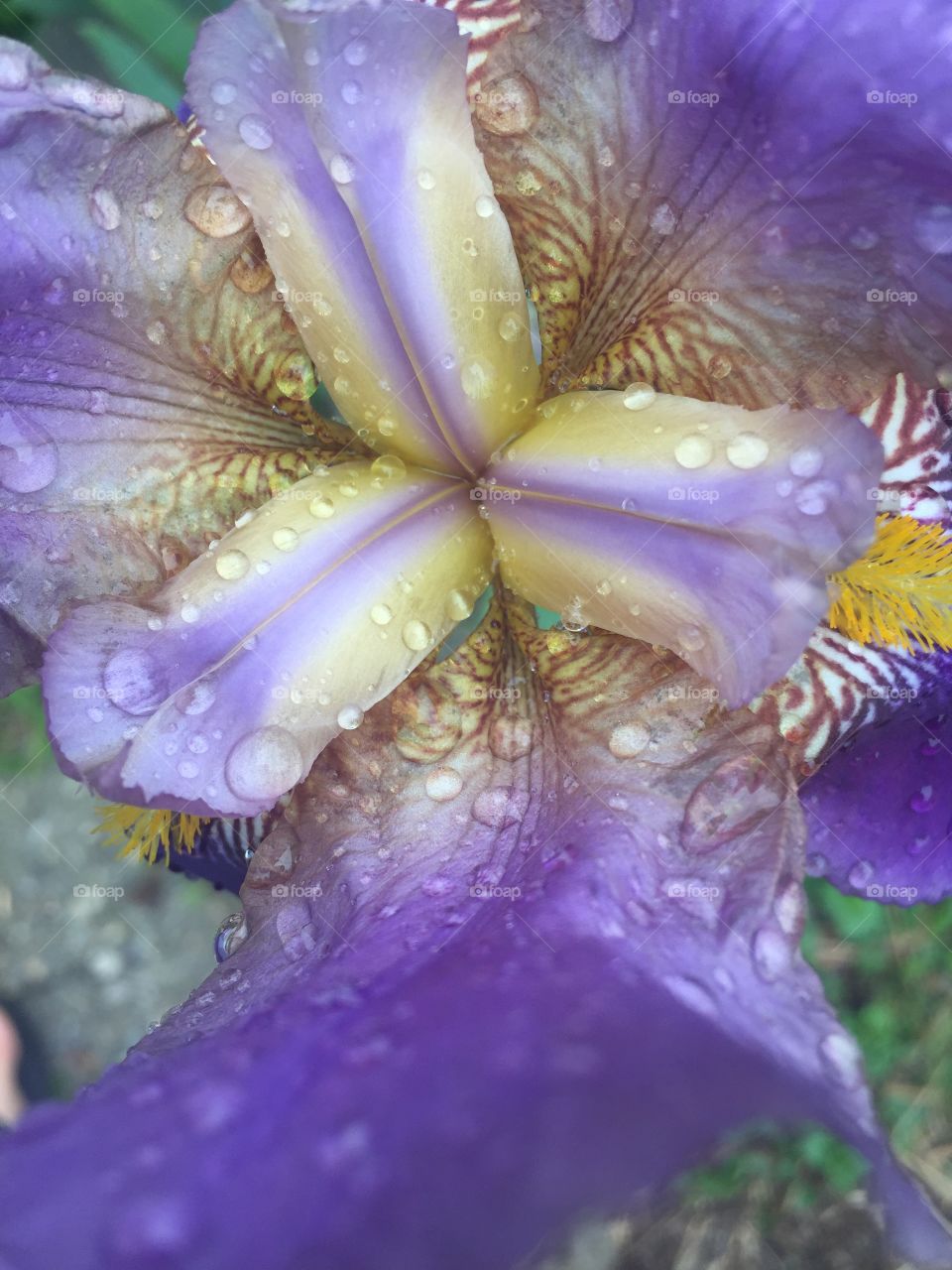 Purple story iris 