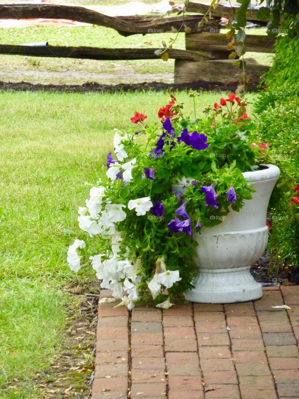Planter of Cascading Petunias 