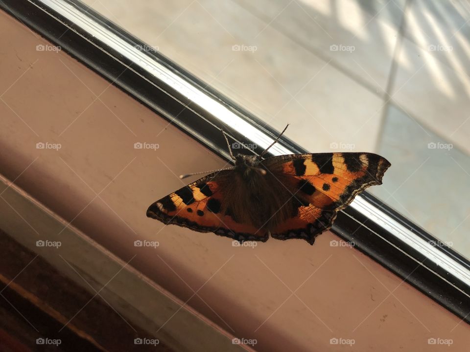 We had a visitor this afternoon, l believe it is the Red Admiral butterfly.  I got this photo before it flew off into very warm British summer sunshine.