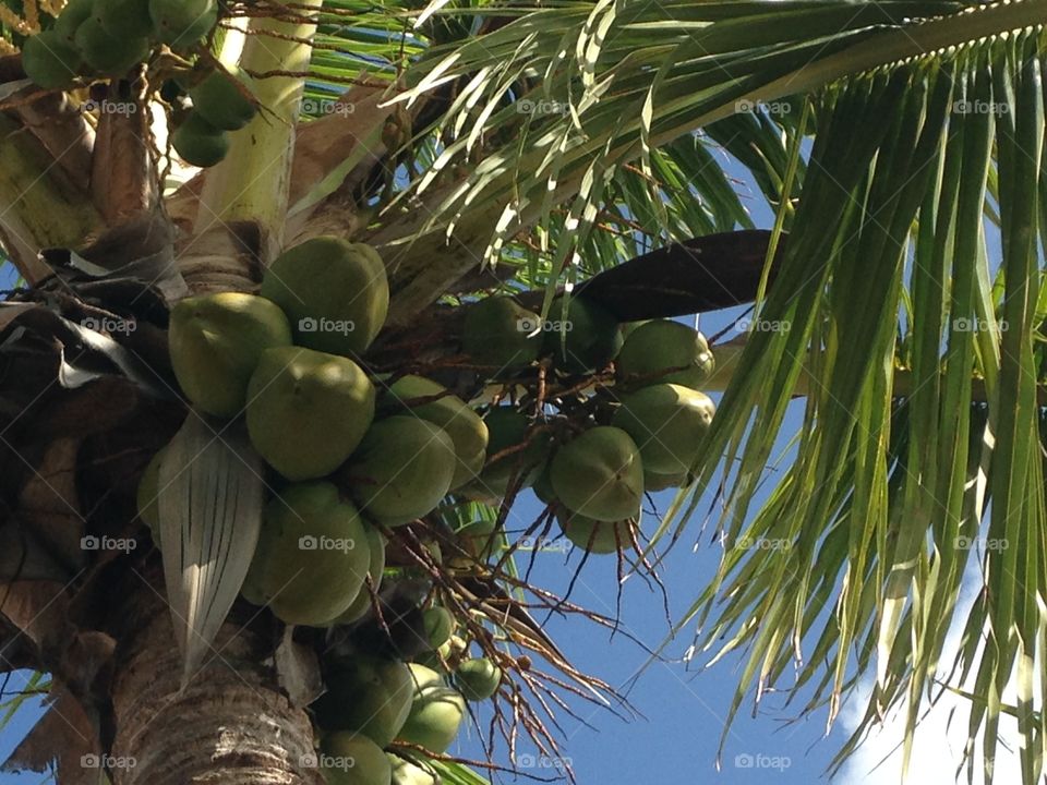 Coconuts