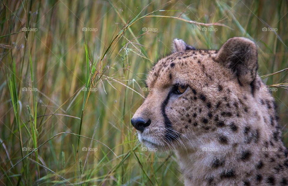 Cheetah spots