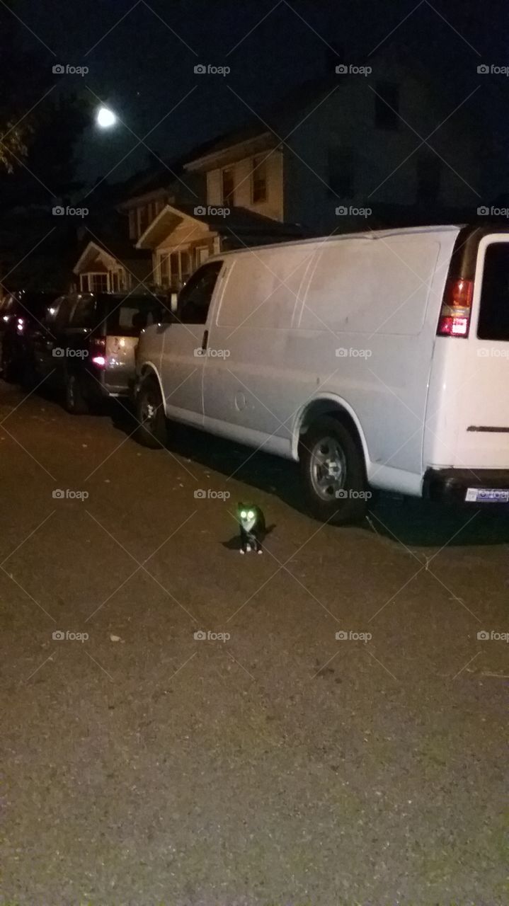 cat with glowing eyes sitting in street by van