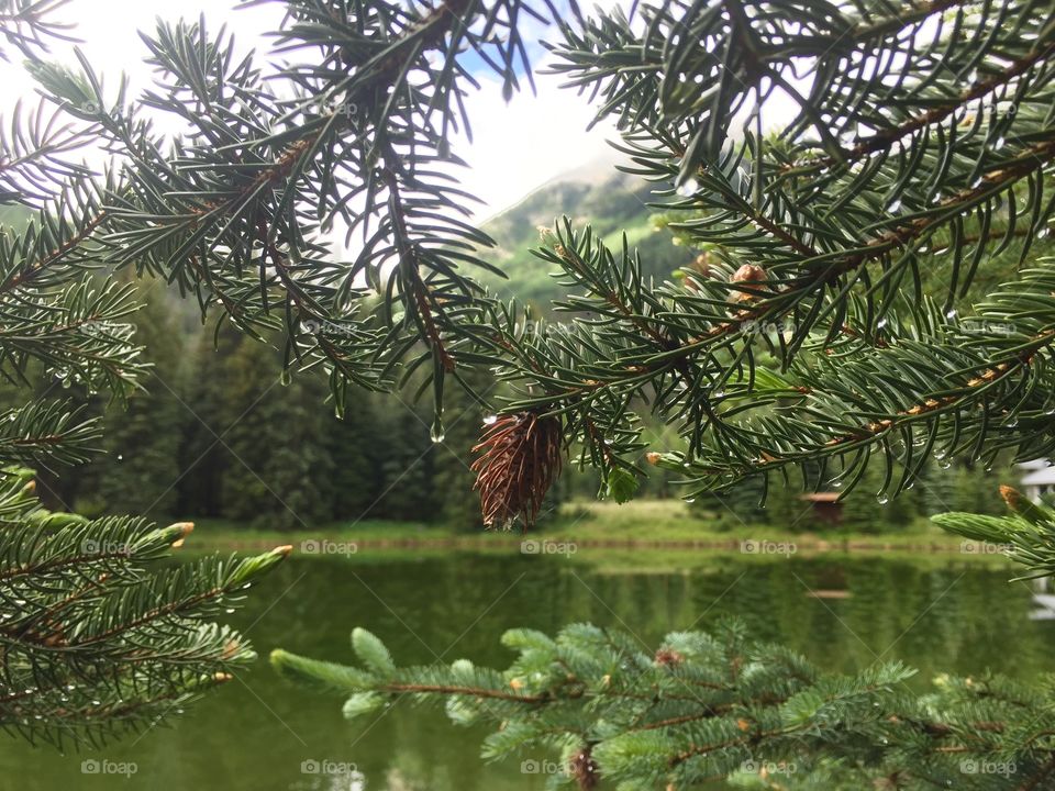 Pine cone after a rain next to a mountain lake