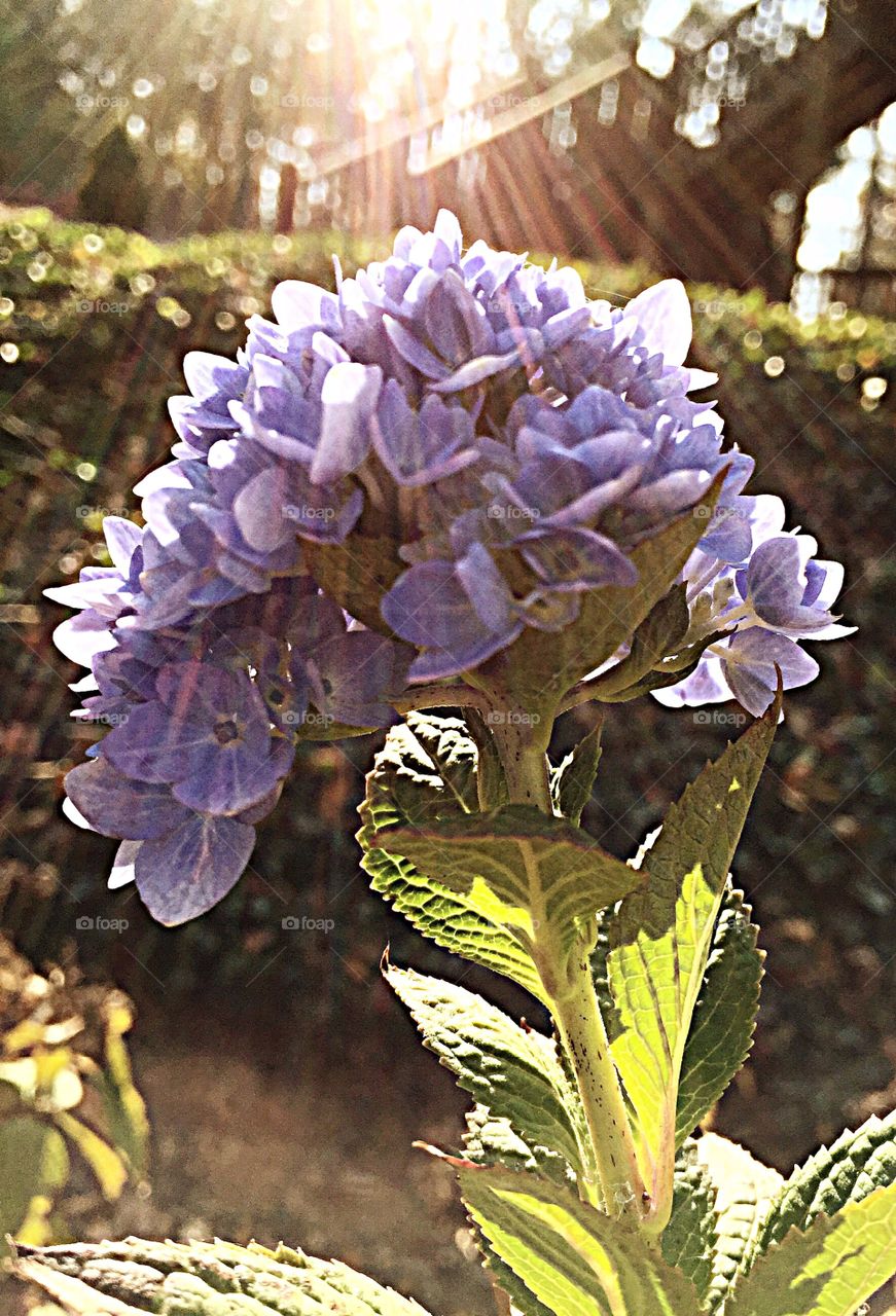  Hydrangea in the sun rays