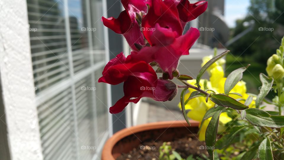 Container Gardening, bright red snap dragon ..... started from harvested seeds!