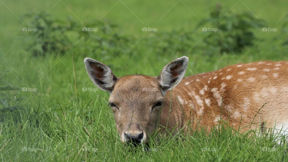 Deer