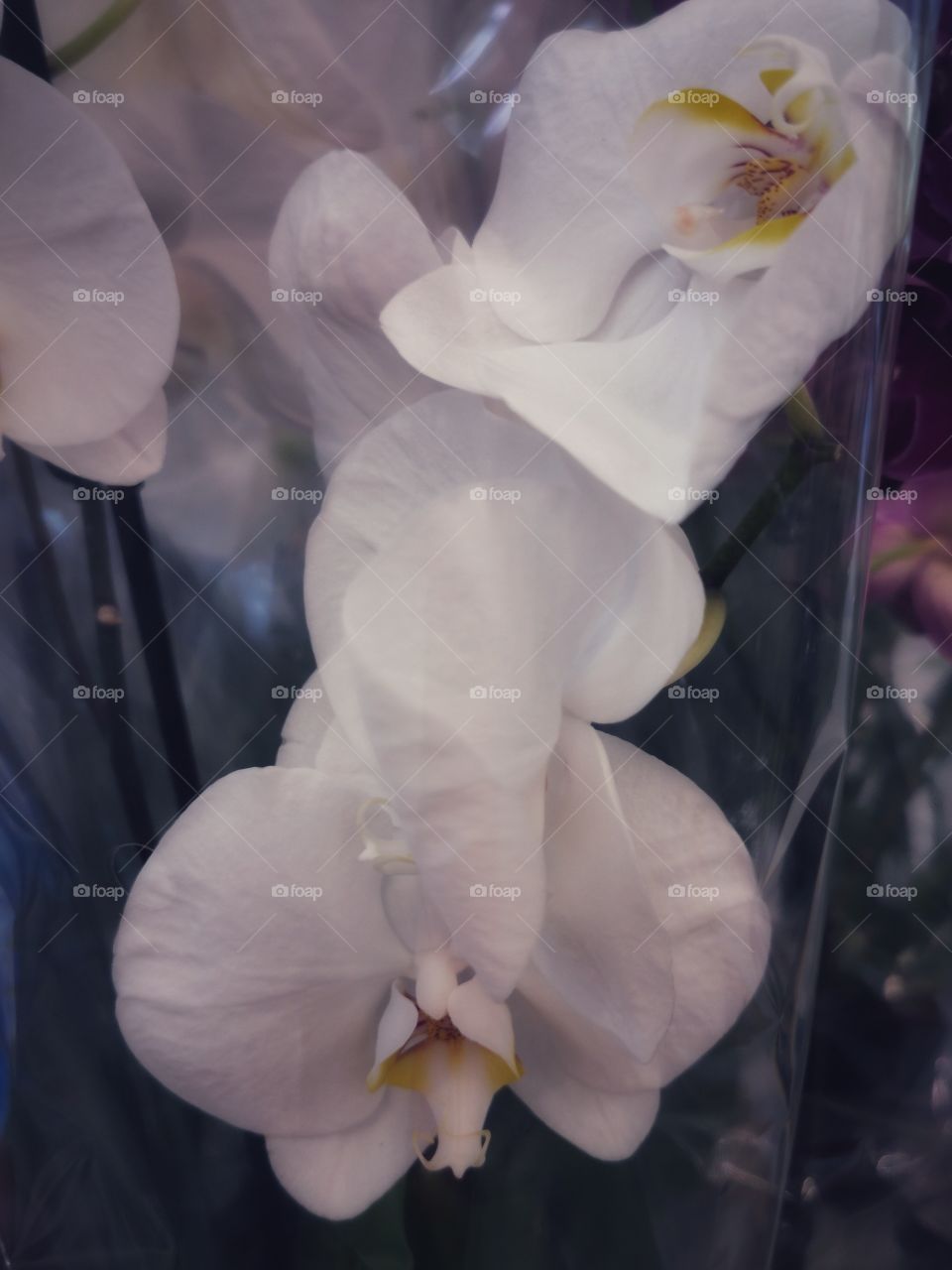 Plant green house Park colors greens