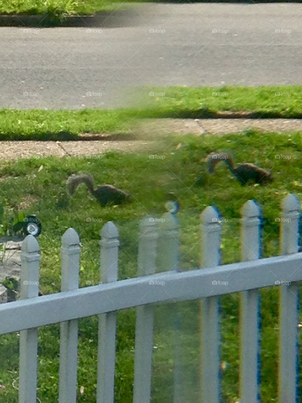 2 squirrels... Or is it?