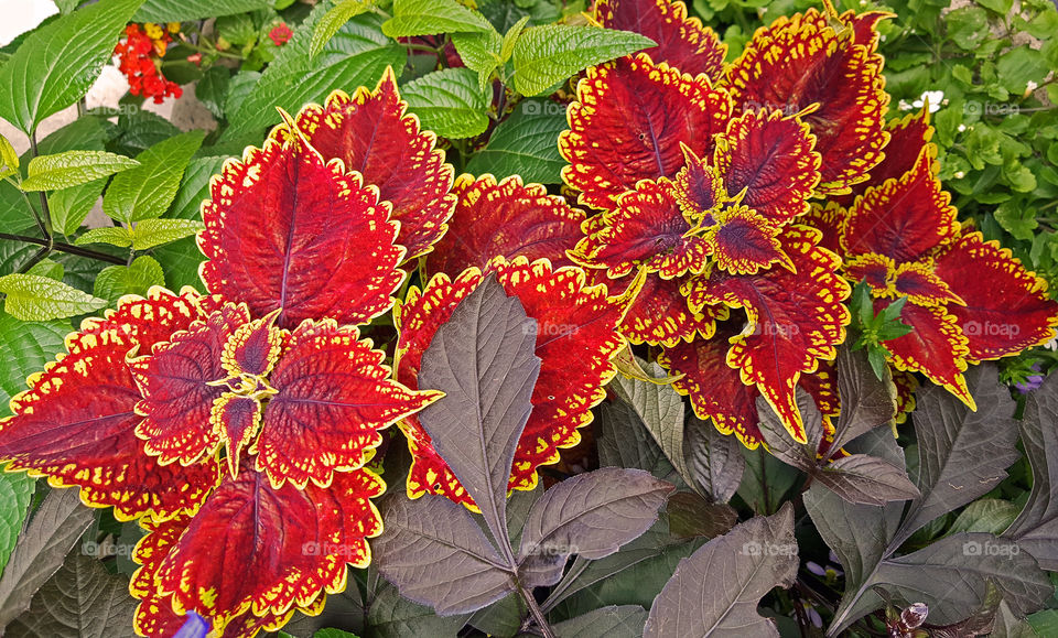Red and yellow bright Colorful Leaves